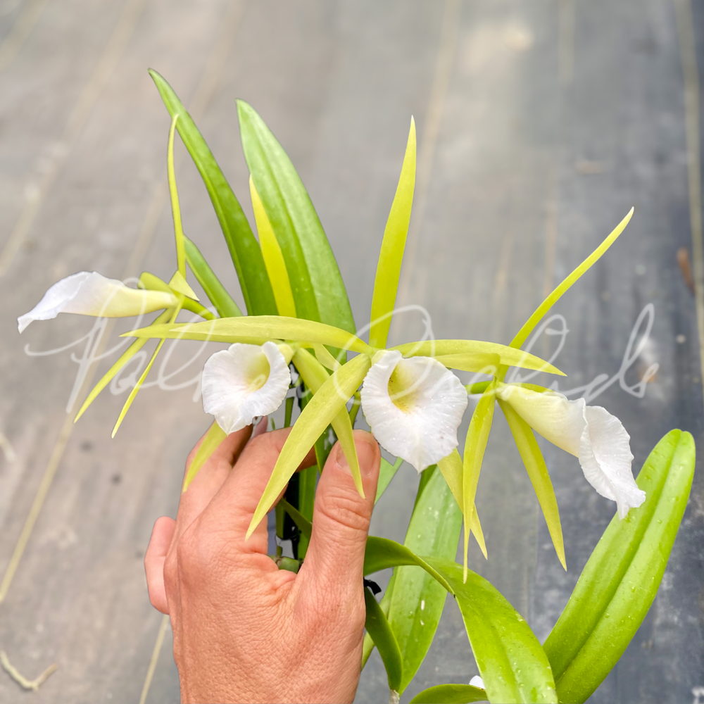 Pcv. Key Lime Stars — Palmer Orchids